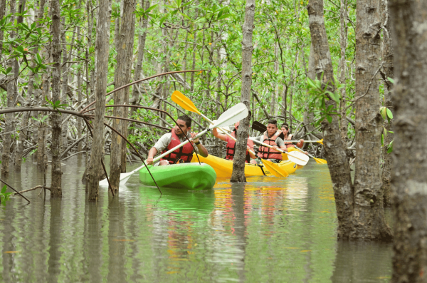 Damas Island Mangrove Estuary – Kayak
